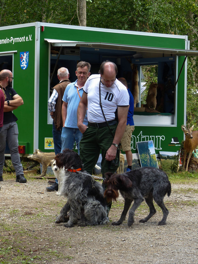 Jagdhornklang am Waldesrand