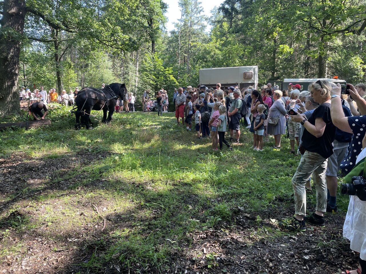 Hoernerklang am Wegesrand